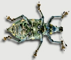 Farrell Lab - Entomology at Harvard University