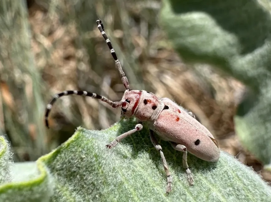 Close up of milkweed beetle (Tetraopes pilosus) on milkweed