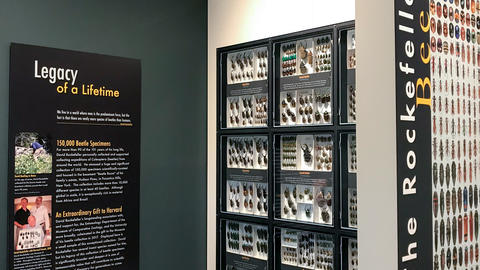 partial view of The Rockefeller Beetles at HMNH