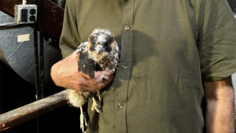 Brian Farrell holding rescued peregrine chick on right side of his body