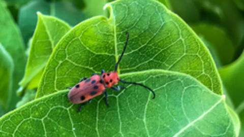 Orange-red milkweed beetle on common milkweed