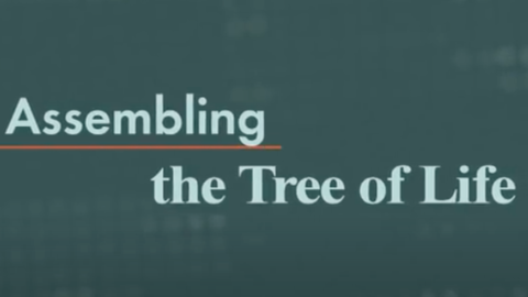Screenshot of title screen of "Assembling the tree of life" video