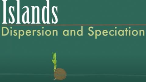 Screenshot of Islands: Dispersion & Speciation video title screen