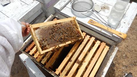 Beehive frame covered in bees, atop open commercial hive, research tools to right
