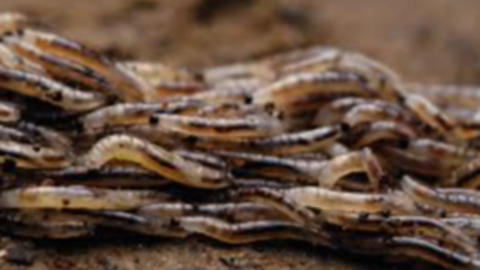 Close up view of mass of larva of fly larvae / snakeworm gnats