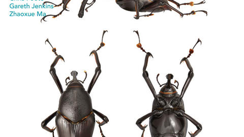 3 views of the palm weevil Macrocheirus prob. praetor