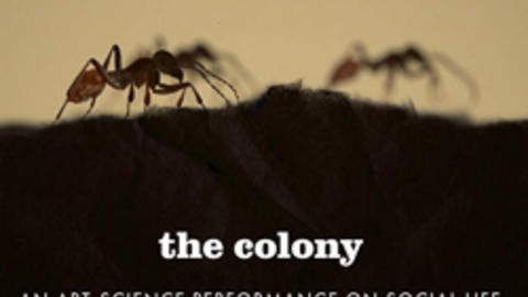 silhouettes of ants on the ground, "the colony" text below