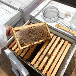 Hand holding a bee-covered frame from a hive