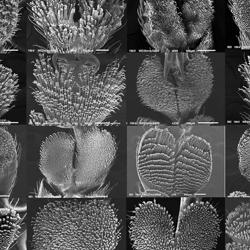 SEM image of beetle tarsomere