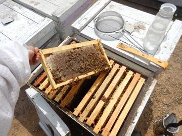 Beehive frame covered in bees, atop open commercial hive, research tools to right