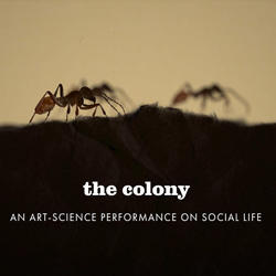 Side view of two ants walking on the ground, 