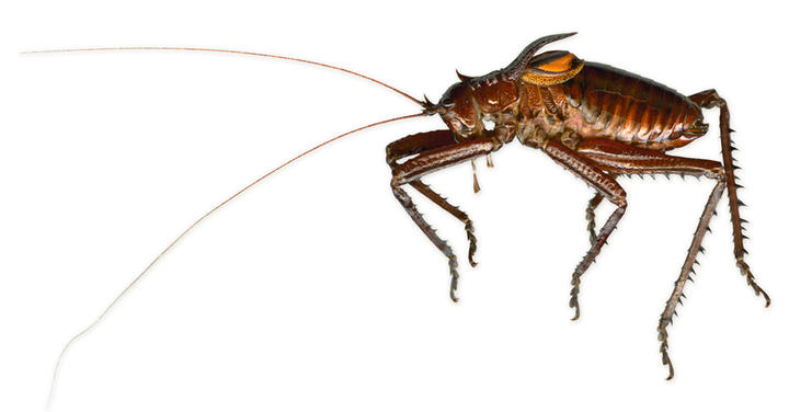 Brown katydid on white background
