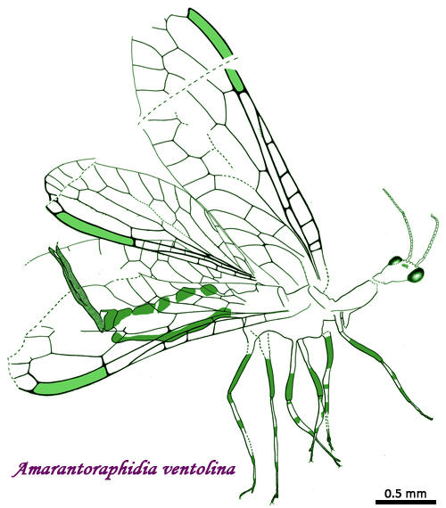 Amarantoraphidia ventolina drawing