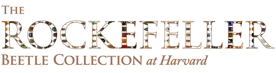 Rockefeller beetle collection banner