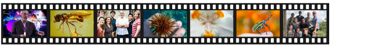 Images from throughout website in a filmstrip format (group photos, insects, plants)